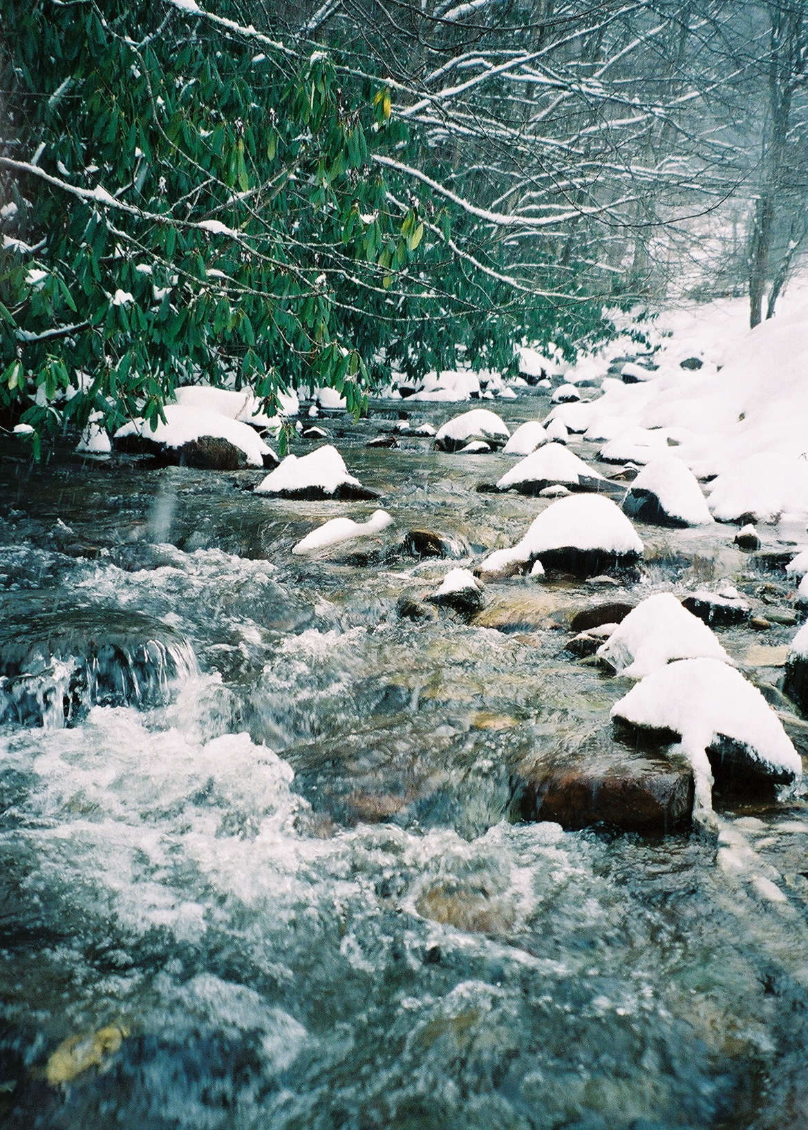Mountain creek tumbling over snow-capped rocks with rhododendron branches arching overhead in the NC High Country winter
