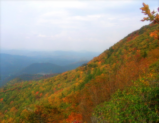 Dense hillside of peak orange, red, and yellow autumn foliage sweeping down a Blue Ridge ridgeline